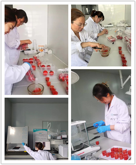 口感番茄感官評價活動5_副本