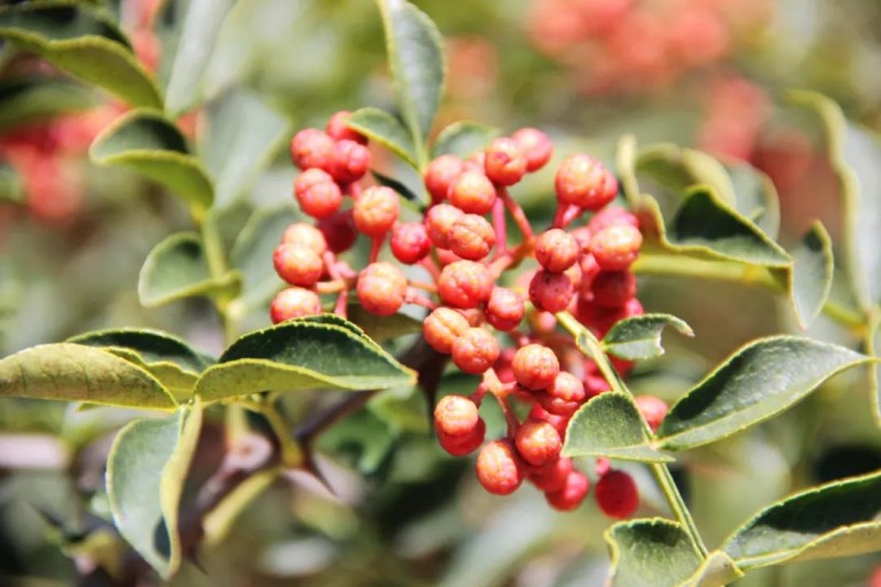 中國頂級香料大賞2