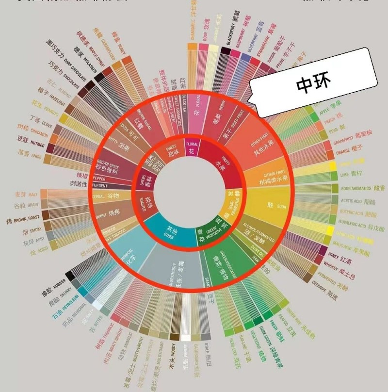 【寵粉福利】帶你了解感官風味輪背景、特點及使用方法3