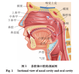 前鼻腔與后鼻腔香氣感知差異