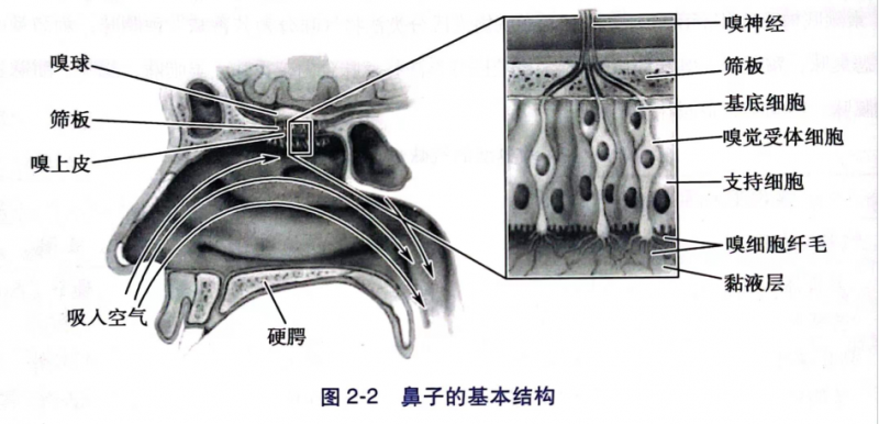 【感官課堂】嗅覺(jué)生理學(xué)之嗅覺(jué)產(chǎn)生及特征1